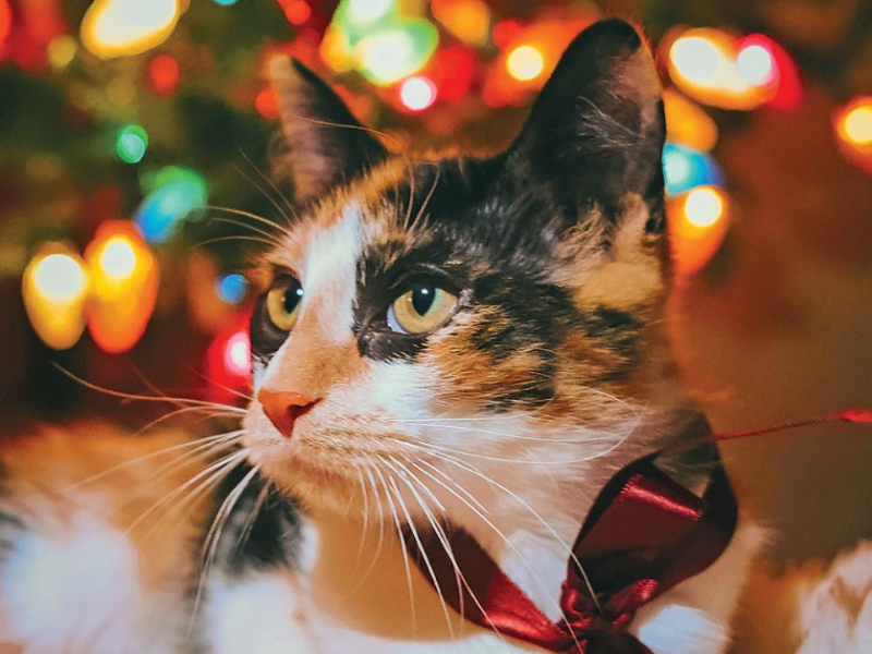 Christmas on the front pages, 2024&nbsp;edition