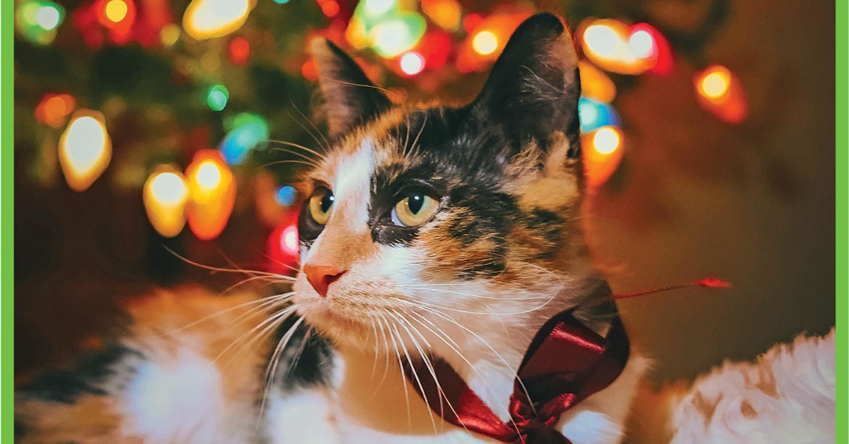 Christmas on the front pages, 2024&nbsp;edition